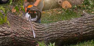 Best Tree Cabling and Bracing  in Brewer, ME